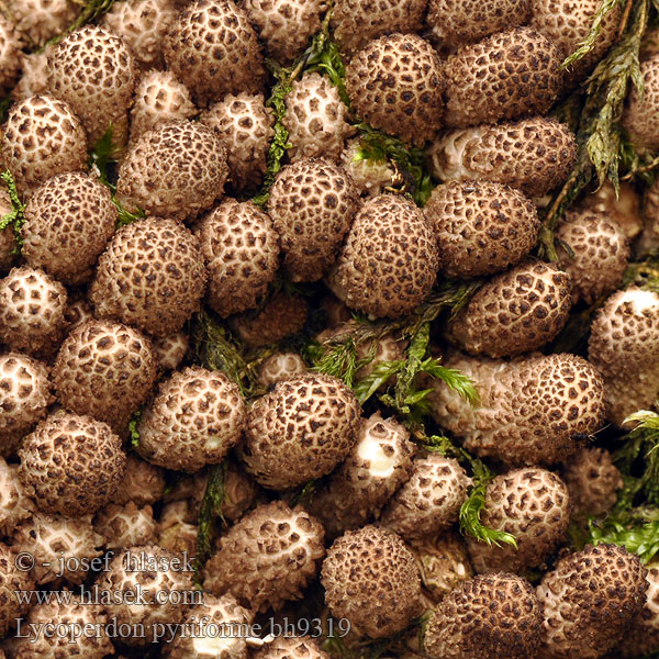 タヌキノチャブクロ 좀말불버섯 Kruškasta puhara Perele cerbilor Дождевик грушевидный Hruškasta prašnica Lycoperdon pyriforme Stump Puffball Pære-støvbold Ryhmätuhkelo Vesse loup forme poire Peervormige stuifzwam Körtealakú pöfeteg Birnenstäubling Purchawka gruszkowata Prášnica hruškovitá Pýchavka hruškovitá Gyttrad röksvamp Pærerøyksopp 梨形马勃