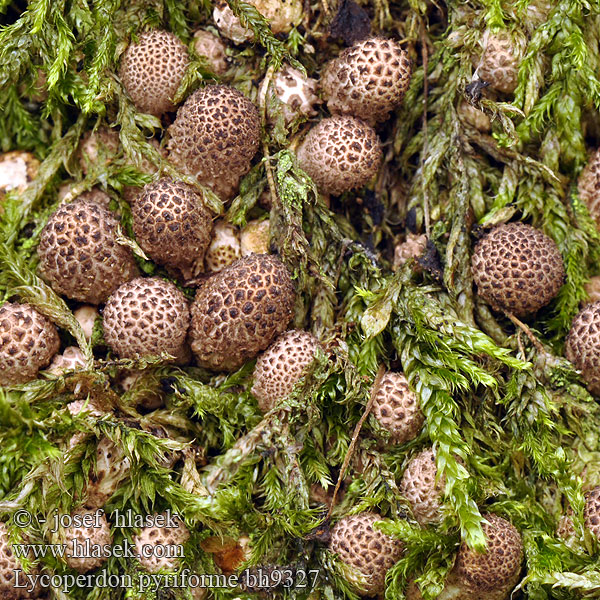 Дождевик грушевидный Hruškasta prašnica Lycoperdon pyriforme Stump Puffball Pære-støvbold Ryhmätuhkelo Vesse loup forme poire Peervormige stuifzwam Körtealakú pöfeteg Birnenstäubling Purchawka gruszkowata Prášnica hruškovitá Pýchavka hruškovitá Gyttrad röksvamp Pærerøyksopp 梨形马勃 タヌキノチャブクロ 좀말불버섯 Kruškasta puhara Perele cerbilor