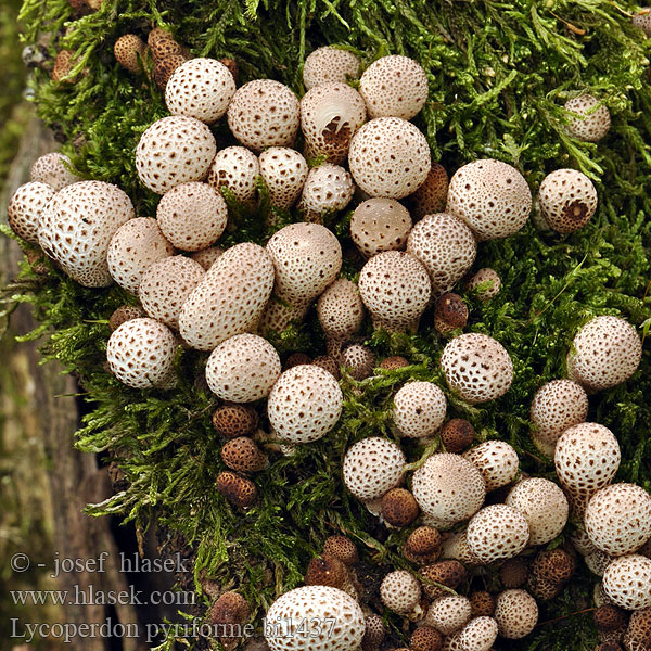 Stump Puffball Pære-støvbold Ryhmätuhkelo Vesse loup forme poire Peervormige stuifzwam Körtealakú pöfeteg Birnenstäubling Purchawka gruszkowata Prášnica hruškovitá Pýchavka hruškovitá Gyttrad röksvamp Pærerøyksopp 梨形马勃 タヌキノチャブクロ 좀말불버섯 Kruškasta puhara Perele cerbilor Дождевик грушевидный Hruškasta prašnica Lycoperdon pyriforme