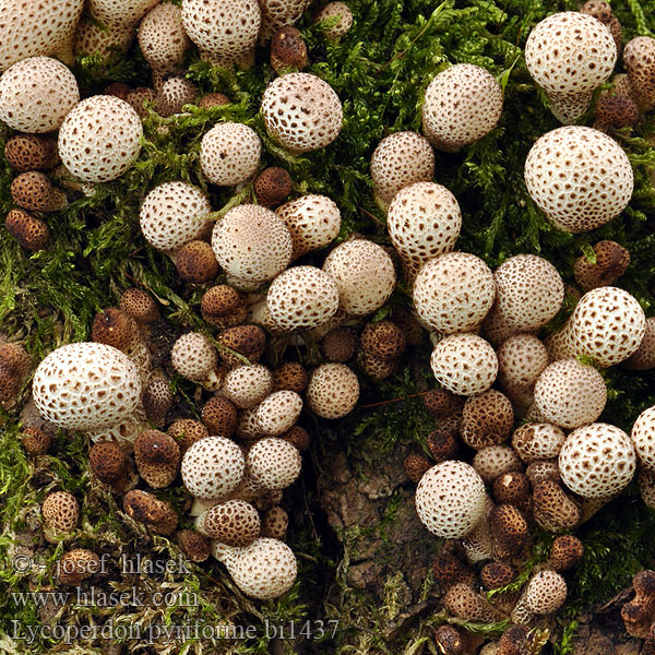 Lycoperdon pyriforme bi1437