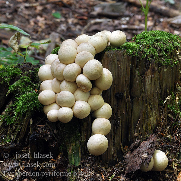 Lycoperdon pyriforme bi4823