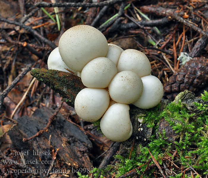 タヌキノチャブクロ 좀말불버섯 Kruškasta puhara Perele cerbilor Дождевик грушевидный Hruškasta prašnica Lycoperdon pyriforme Stump Puffball Pære-støvbold Ryhmätuhkelo Vesse loup forme poire