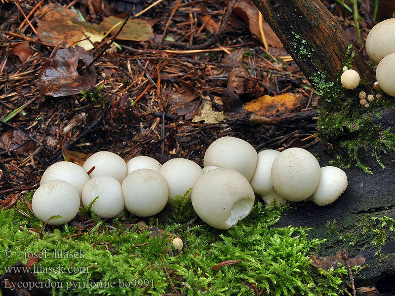 Kruškasta puhara Perele cerbilor Дождевик грушевидный Hruškasta prašnica Lycoperdon pyriforme Stump Puffball Pære-støvbold Ryhmätuhkelo Vesse loup forme poire