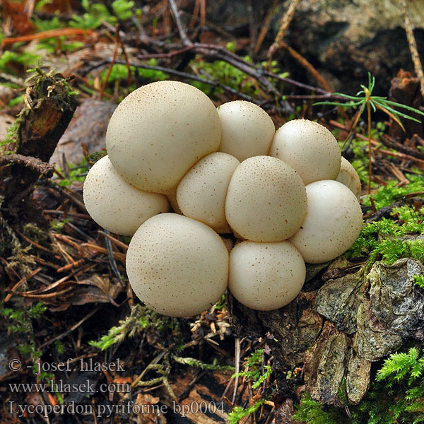 Дождевик грушевидный Hruškasta prašnica Lycoperdon pyriforme Stump Puffball Pære-støvbold Ryhmätuhkelo Vesse loup forme poire