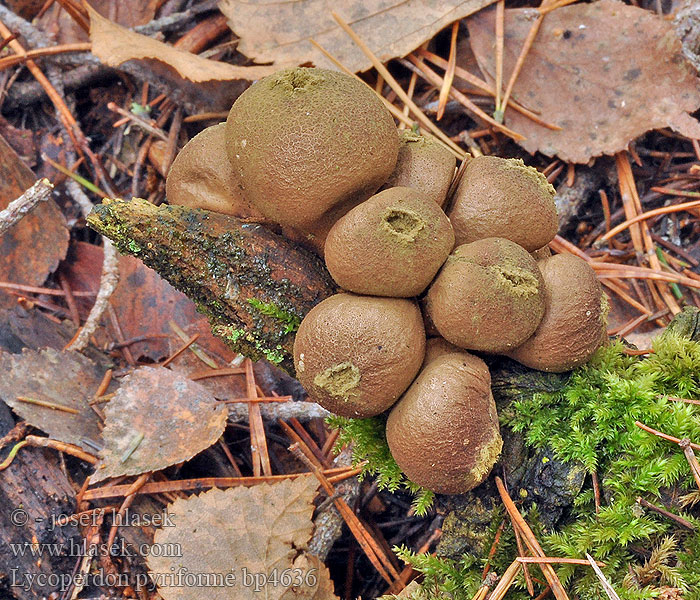 Hruškasta prašnica Lycoperdon pyriforme Stump Puffball Pære-støvbold Ryhmätuhkelo Vesse loup forme poire