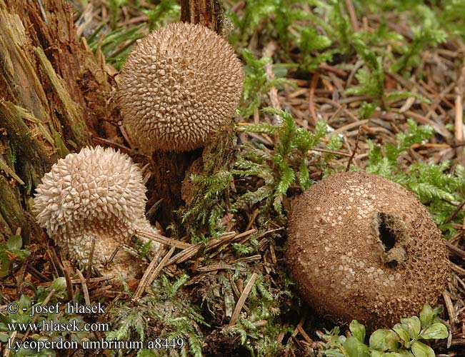 Lycoperdon umbrinum Umbrabrun støvbold ruskotuhkelo Vesse loup brune Donkerbruine stuifzwam Üstökös pöfeteg Bräunlicher Stäubling Purchawka brunatna Pýchavka huňatá Umbraröksvamp Skogrøyksopp Дождевик умбровый 