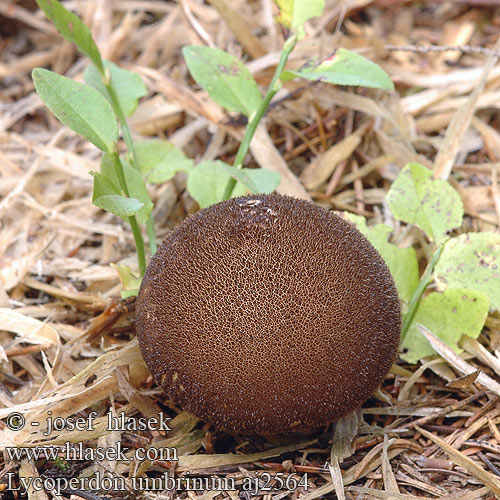 Lycoperdon umbrinum Vesse loup brune Donkerbruine stuifzwam Üstökös pöfeteg Bräunlicher Stäubling Purchawka brunatna Pýchavka huňatá Umbraröksvamp Skogrøyksopp Дождевик умбровый Umbrabrun støvbold ruskotuhkelo