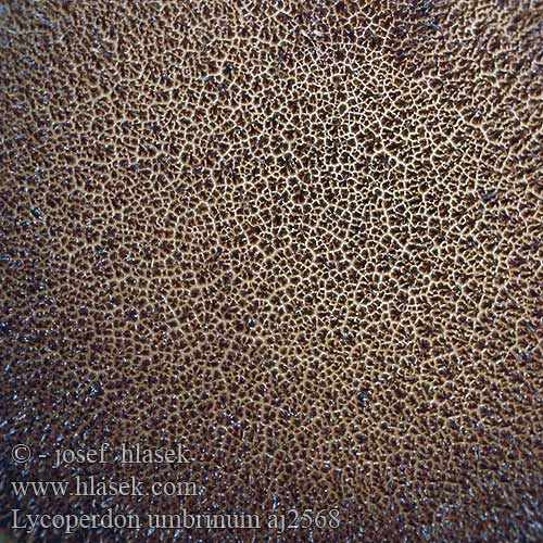 Lycoperdon umbrinum aj2568