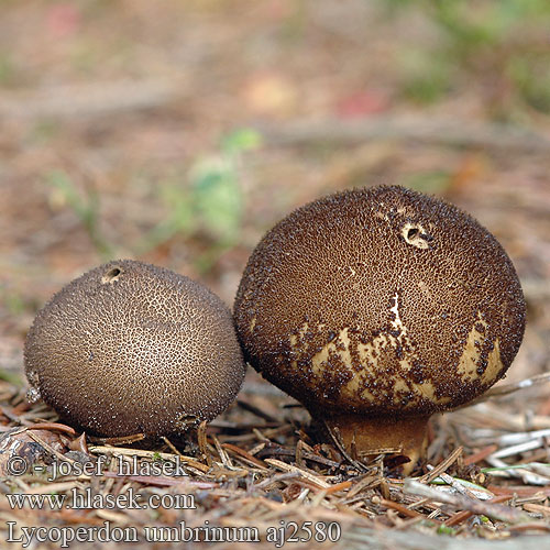 Lycoperdon umbrinum Pýchavka huňatá Umbraröksvamp Skogrøyksopp Дождевик умбровый Umbrabrun støvbold ruskotuhkelo Vesse loup brune Donkerbruine stuifzwam Üstökös pöfeteg Bräunlicher Stäubling Purchawka brunatna