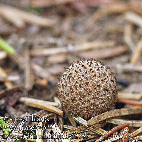 Lycoperdon umbrinum Дождевик умбровый Umbrabrun støvbold ruskotuhkelo Vesse loup brune Donkerbruine stuifzwam Üstökös pöfeteg Bräunlicher Stäubling Purchawka brunatna Pýchavka huňatá Umbraröksvamp Skogrøyksopp