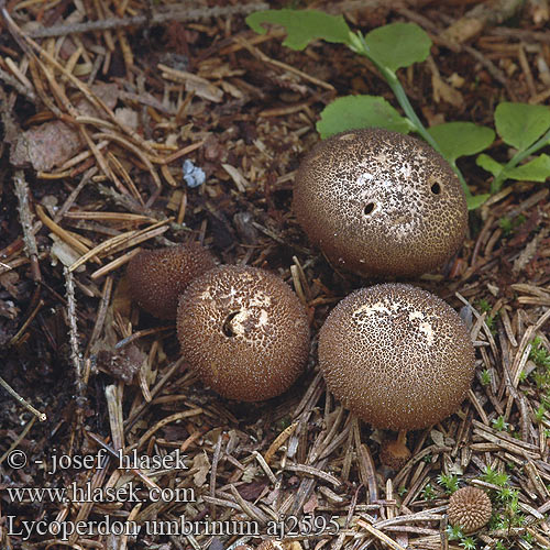 Lycoperdon umbrinum Donkerbruine stuifzwam Üstökös pöfeteg Bräunlicher Stäubling Purchawka brunatna Pýchavka huňatá Umbraröksvamp Skogrøyksopp Дождевик умбровый Umbrabrun støvbold ruskotuhkelo Vesse loup brune