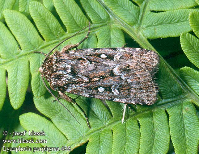 Lycophotia porphyrea True Lover's Knot Porphyr-Eule