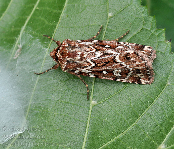 Lycophotia porphyrea Osenice pruhovaná