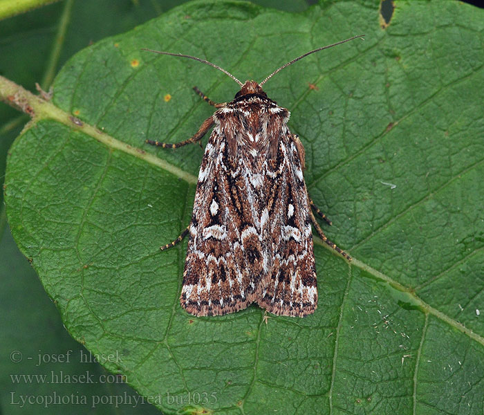 Porphyr-Eule Lycophotia porphyrea