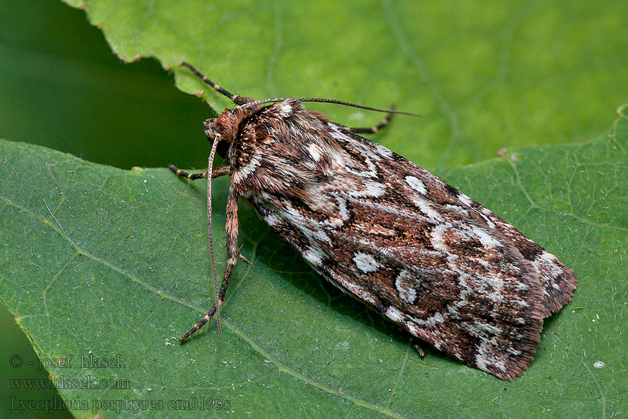 Osenice pruhovaná Lycophotia porphyrea