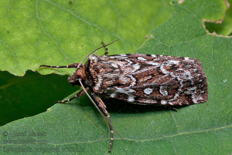 Совка порфировая Lycophotia porphyrea Osenice pruhovaná