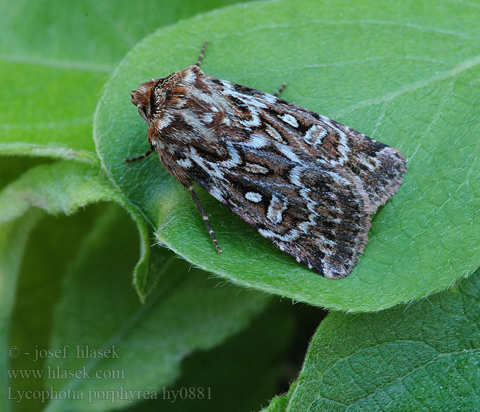 Noctuelle porphyre Lycophotia porphyrea