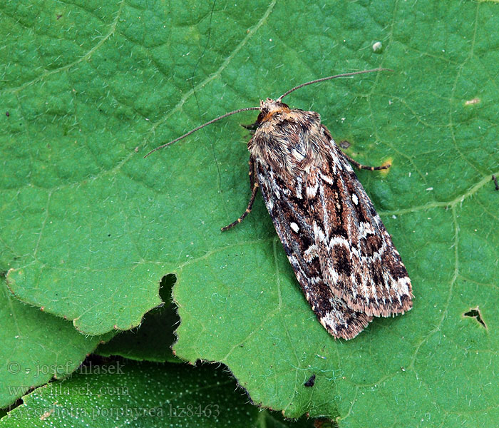 Mora pruhovaná Lycophotia porphyrea