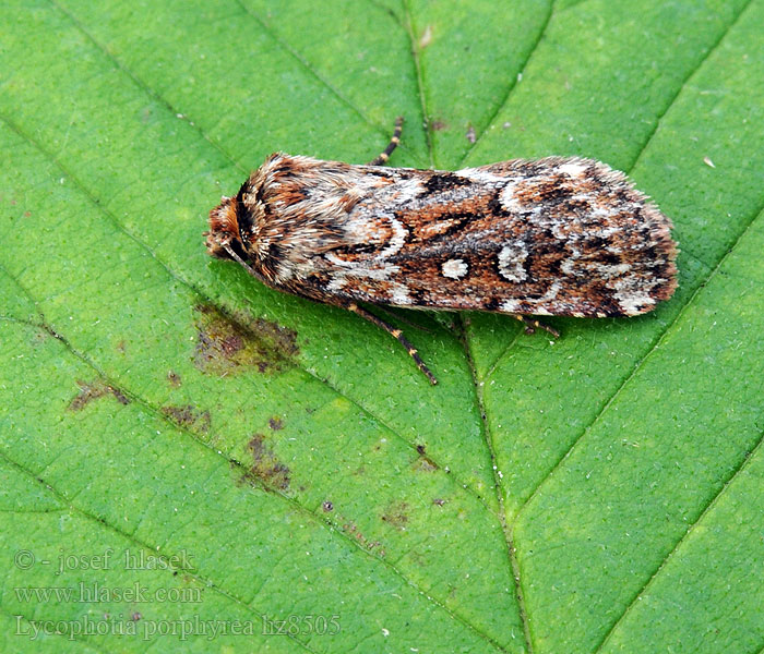 Ljungjordfly Røsslyngfly Lycophotia porphyrea