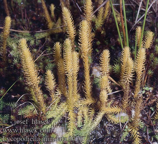 Lycopodiella inundata Lycopodium Marsh clubmoss bog Liden ulvefod