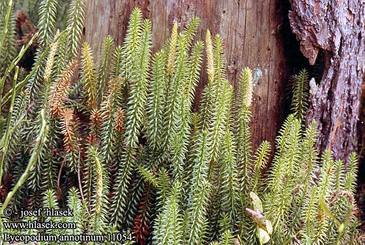 Lycopodium annotinum Stiff Ground-pine Clubmoss Femradet Ulvefod