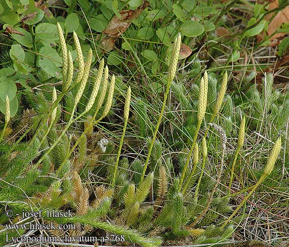 Lycopodium clavatum Stags-horn Clubmoss Running Ground-pine Elk-moss