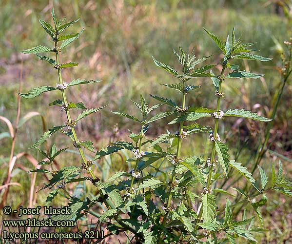 Lycopus europaeus Gipsywort gypsywort european bugleweed Svartevald