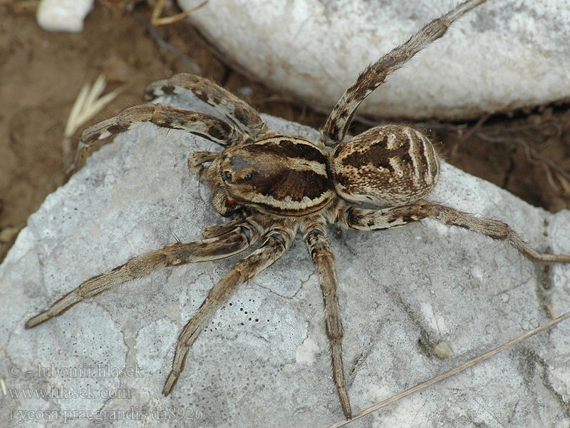 Lycosa praegrandis Slíďák veliký