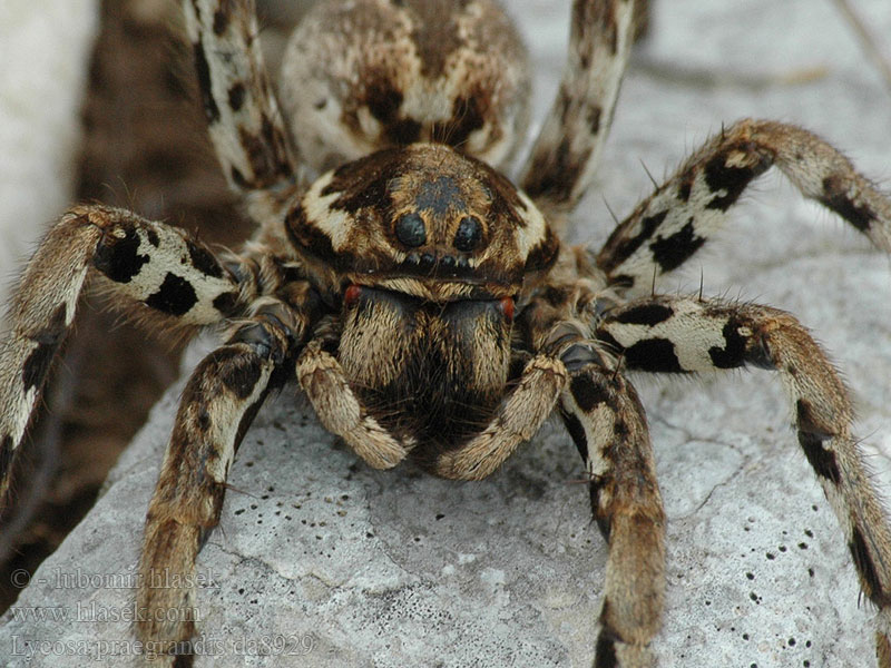 Lycosa praegrandis