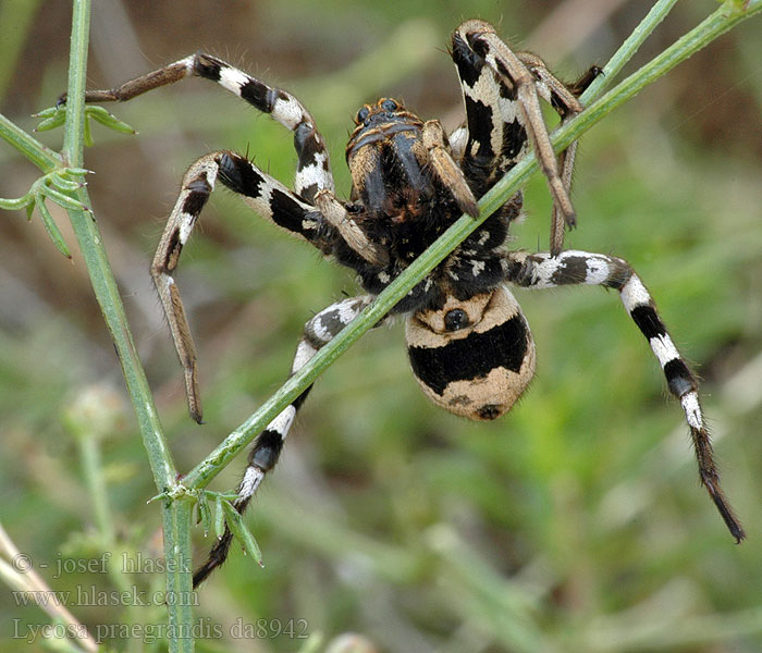 Lycosa praegrandis