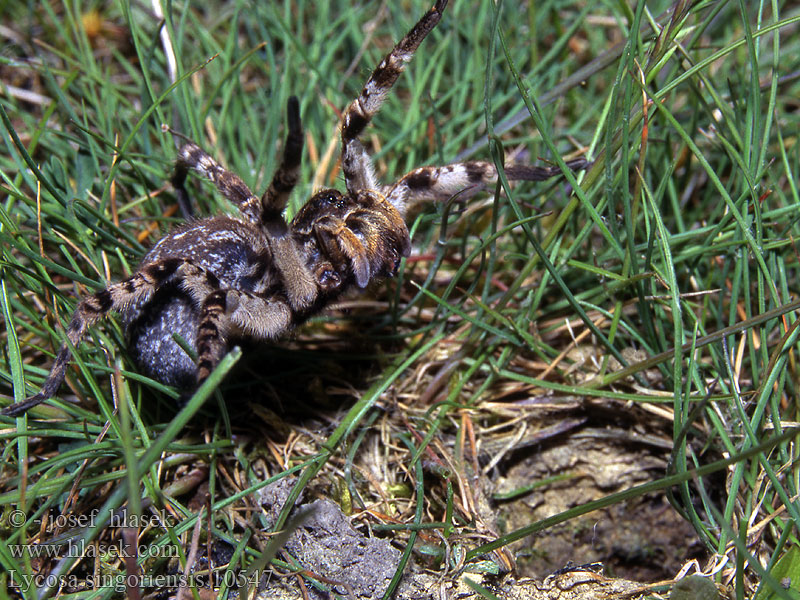 Lycosa singoriensis Slíďák tatarský Südrussische Tarantel