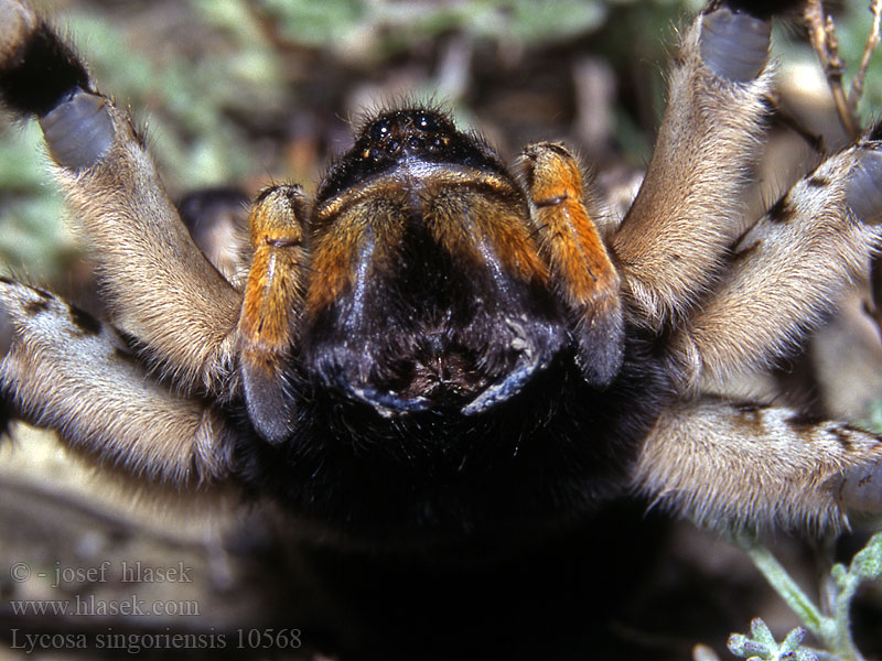 Lycosa singoriensis Tarantula ukraińska Южнорусский тарантул