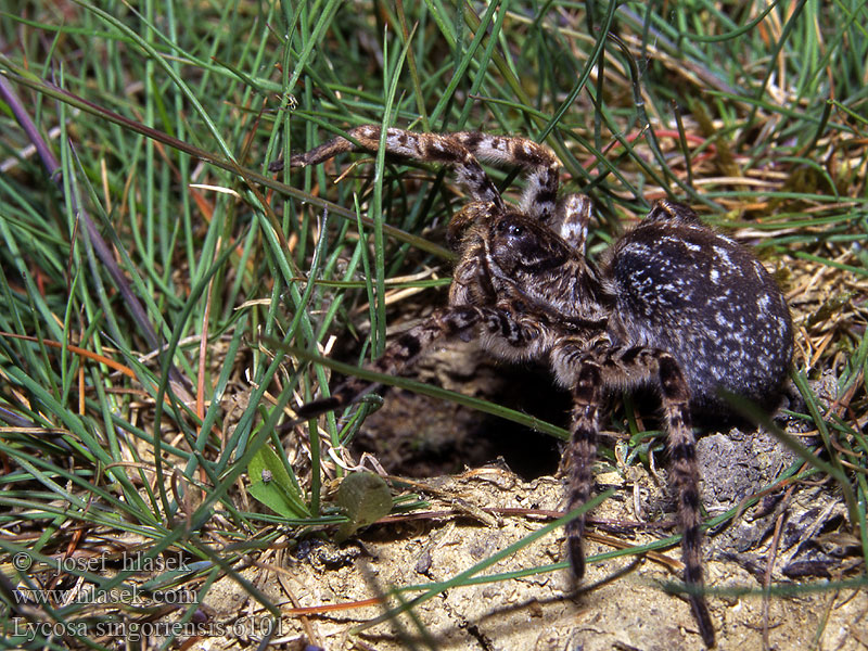 Lycosa singoriensis Szongáriai cselőpók Strehúň škvrnitý 穴狼蛛