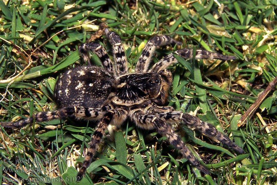 Lycosa singoriensis Slíďák tatarský