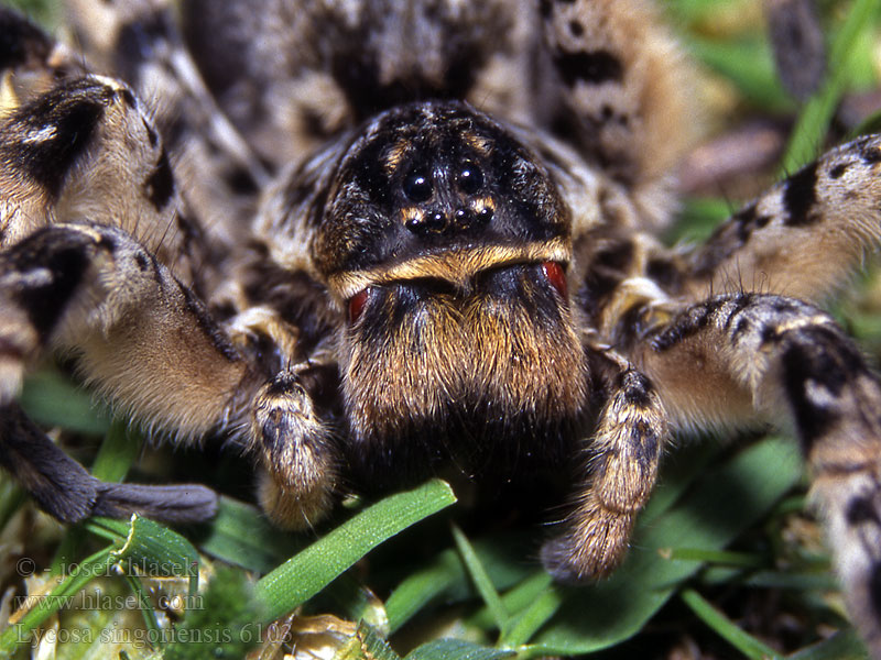 Lycosa singoriensis Südrussische Tarantel