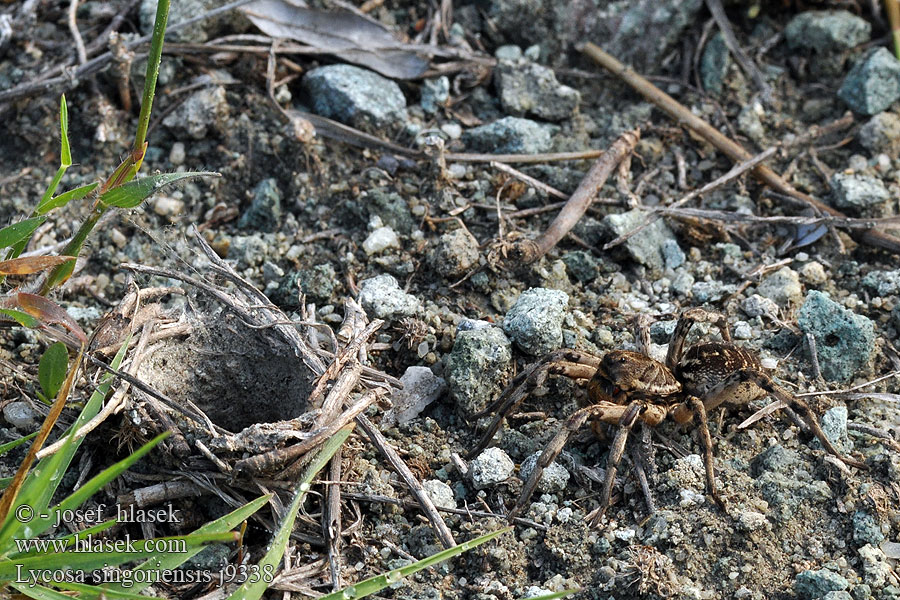 Slíďák tatarský Südrussische Tarantel Lycosa singoriensis