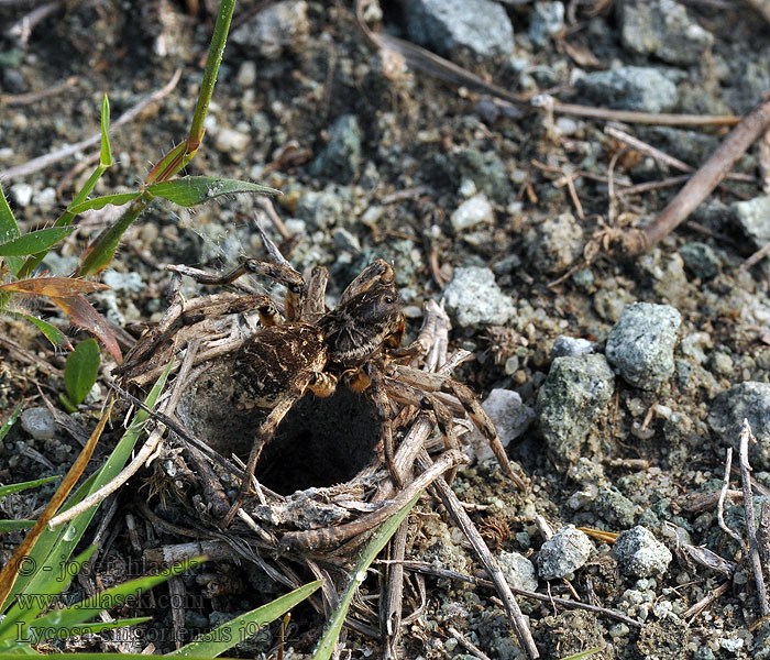 Südrussische Tarantel Lycosa singoriensis