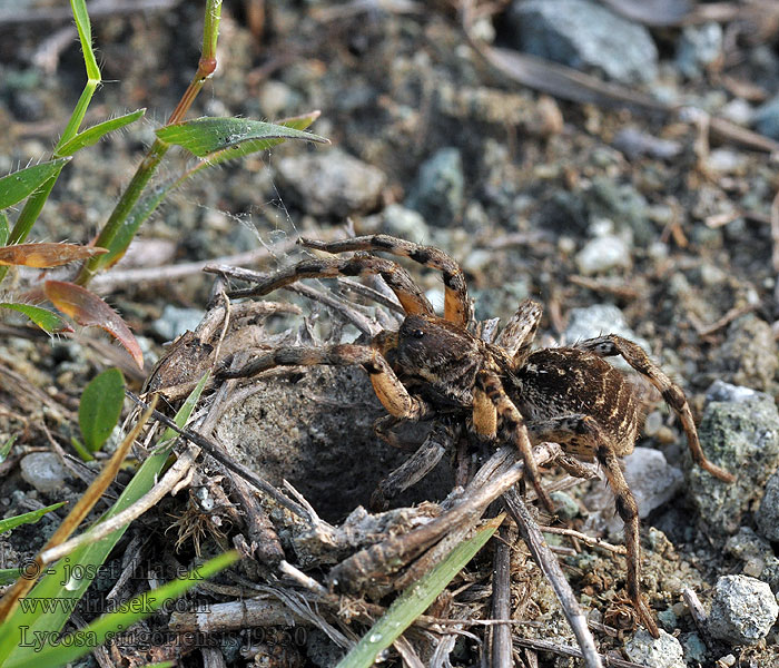 Südrussische Tarantel Lycosa singoriensis