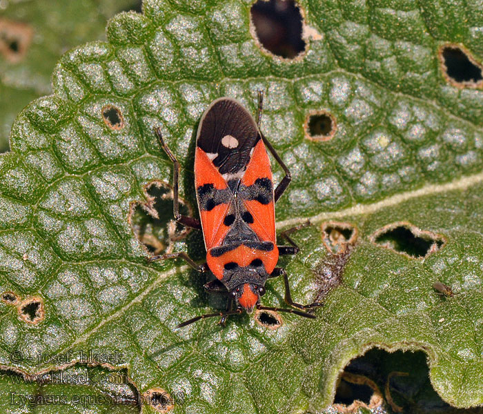 Lygaeus equestris Ploštička pestrá Ritterwanze Zwiniec rycerzyk Лигей пятнистый