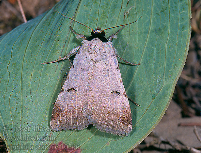 Ophiuse pois crapauds Morica viková Ljusribbat vickerfly