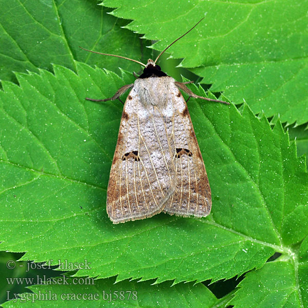 Lygephila craccae Ленточница горошковая Randfleck-Wickeneule Hnědopáska vikvicová Scarce Blackneck Vikkeugle Sinivirnayökkönen Ophiuse pois crapauds Rudataškis vikinukas Augustvikkefly Morica viková Ljusribbat vickerfly