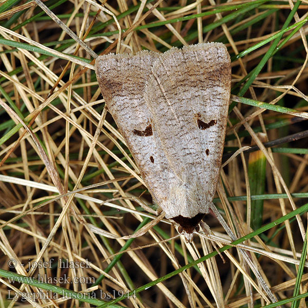 Lygephila lusoria Hnědopáska největší Morica čiarkavá