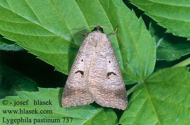 Lygephila pastinum Wickeneule Nierenfleck-Wickeneule