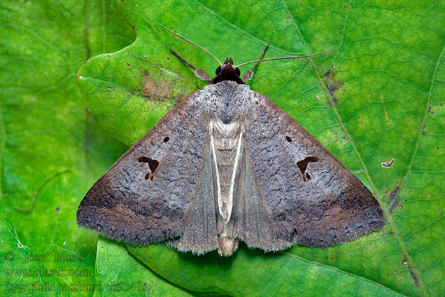 Obtocznica pasterka Lygephila pastinum