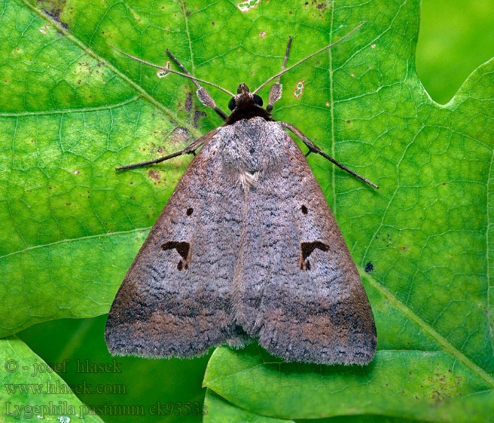 Hnědopáska obecná Lygephila pastinum