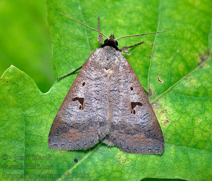 Lygephila pastinum