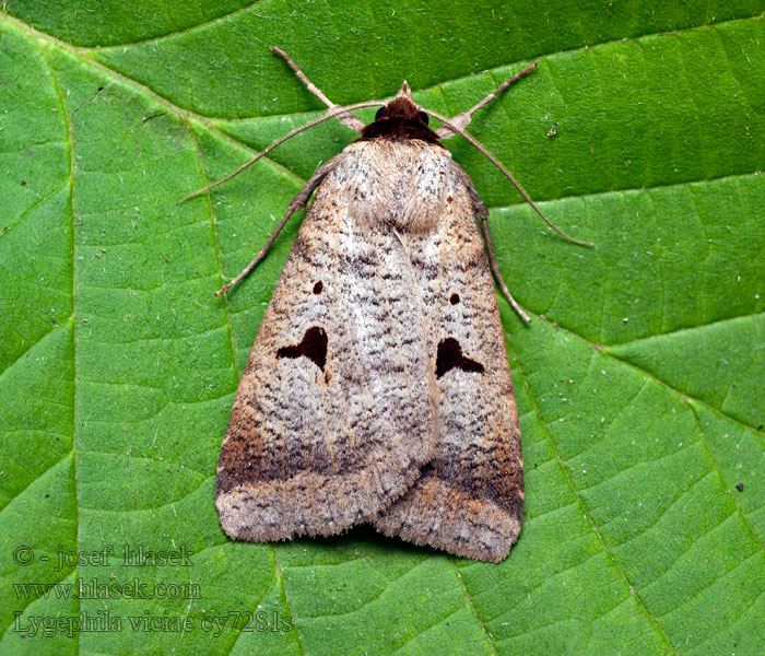 Lygephila pastinum Hnědopáska obecná