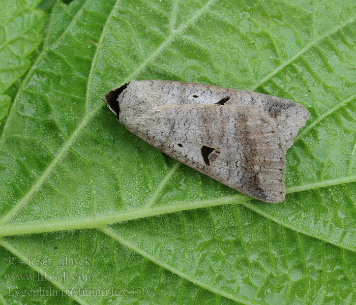 Blackneck Morica kozincová Vanlig vikkefly