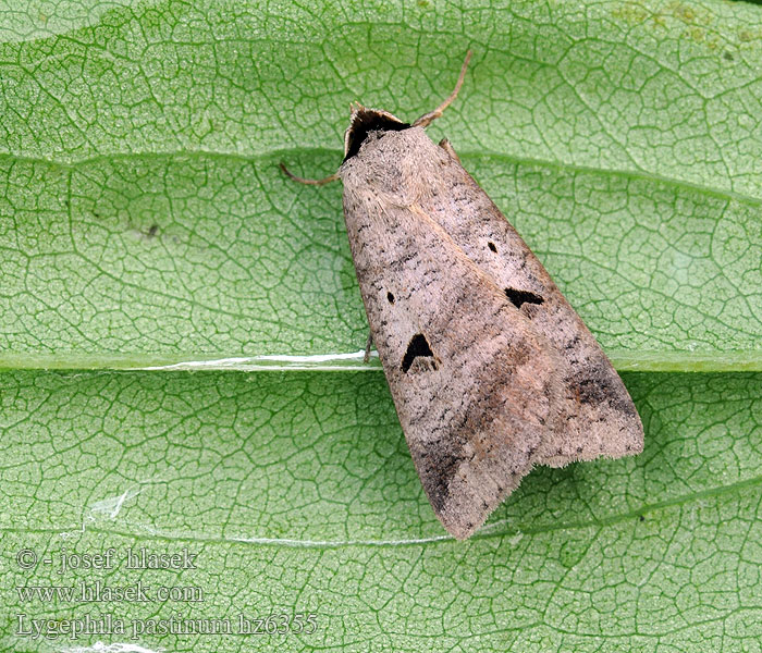 Совка серая горошковая Lygephila pastinum