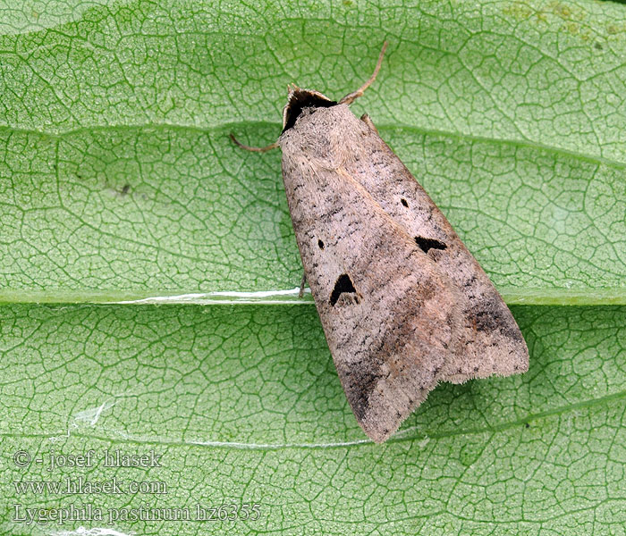 Совка серая горошковая Lygephila pastinum